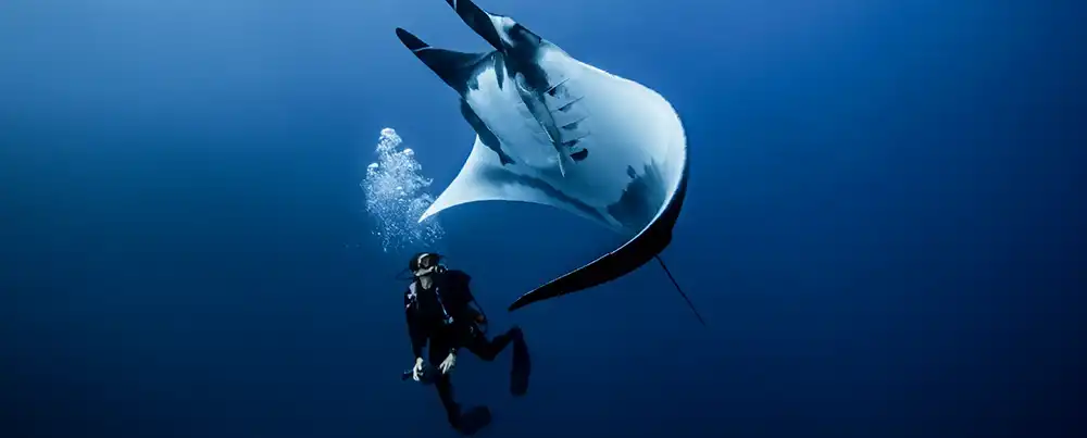 Dive & Ocean